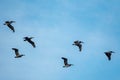 A flock of pelicans traverse a clear blue sky Royalty Free Stock Photo