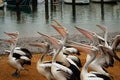 A Flock of pelicans waiting for a feed