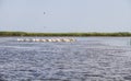 Flock of pelicans