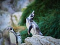 VIENNA, AUSTRIA - SEPTEMBER 8, 2017. Flock of penguins at the Schonbrunn zoo, Vienna, Austria.