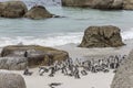 flock of penguins on water edge at Boulders beach, Cape Town