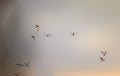 flock of pesky mosquito insects curls against the backdrop of Royalty Free Stock Photo