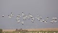 A Flock of Pied Avocet in Flight Royalty Free Stock Photo