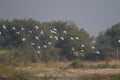 Flock of Pied Avocets Flying Royalty Free Stock Photo