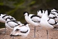 Flock of pied avocets (Recurvirostra avosetta) standing one legged Royalty Free Stock Photo