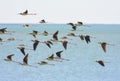 A flock of Pied or Black-winged stilts Royalty Free Stock Photo