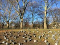 Flock of pigeon bird sunbathing on the ground of a park in London in morning