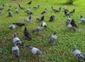 A flock of pigeon birds on the grass field in Bangkok