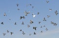 Flock of flying pigeon