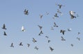 Flock of flying pigeon