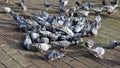A flock of city doves, eating seeds, on the pavement. Royalty Free Stock Photo