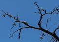 Flock of pigeons on a bare tree Royalty Free Stock Photo