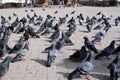 A flock of pigeons on the city square in the city of Mozhaisk