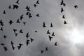 Flock of pigeons in sunset sky Royalty Free Stock Photo