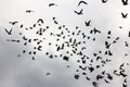 Flock of pigeons in sunset sky Royalty Free Stock Photo
