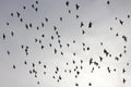 Flock of pigeons in sunset sky Royalty Free Stock Photo