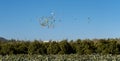 Flock of pigeons with colored wings flying over orange and artichoke fields with a blue sky Royalty Free Stock Photo