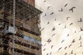 Flock of pigeons or doves flying past scaffolding