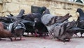 Flock of pigeons eating bread at central city square, unsanitary conditions