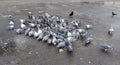 A flock of pigeons, eating seeds. Royalty Free Stock Photo