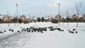 Flock of pigeons eating switchgrass in park