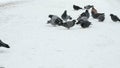 Flock of pigeons eating switchgrass in park