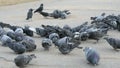 Flock of pigeons eating switchgrass in park