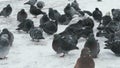 Flock of pigeons eating switchgrass in park