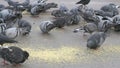 Flock of pigeons eating switchgrass in park