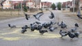 Flock of pigeons eating switchgrass in park