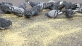 Flock of pigeons eating switchgrass in park