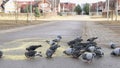 Flock of pigeons eating switchgrass in park