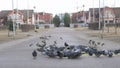 Flock of pigeons eating switchgrass in park