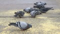 Flock of pigeons eating switchgrass in park