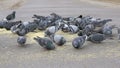 Flock of pigeons eating switchgrass in park