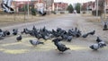 Flock of pigeons eating switchgrass in park