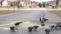 Flock of pigeons eating switchgrass in park