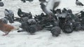 Flock of pigeons eating switchgrass in park