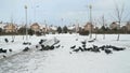 Flock of pigeons eating switchgrass in park