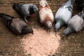 The flock of pigeons eats rice on the ground. Royalty Free Stock Photo