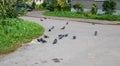 A flock of pigeons feed on bread in Sunny weather at a public feeding place. A large group of pigeons eating bread on the street Royalty Free Stock Photo