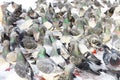 Flock of pigeons feeding