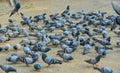 Flock of pigeons feeding on the town square