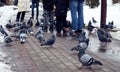 A flock of pigeons among the feet of people walking in the park on a spring day, side view