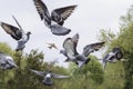 A flock of pigeons flew to the sky Royalty Free Stock Photo