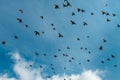A flock of pigeons flies across the sky against a background of white clouds Royalty Free Stock Photo