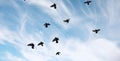 A flock of pigeons flies across the sky. Birds fly against the s Royalty Free Stock Photo