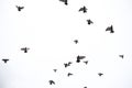 A flock of pigeons flies across the sky. Birds fly against the s Royalty Free Stock Photo