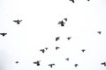 A flock of pigeons flies across the sky. Birds fly against the s Royalty Free Stock Photo