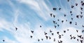 A flock of pigeons flies across the sky. Birds fly against the s Royalty Free Stock Photo